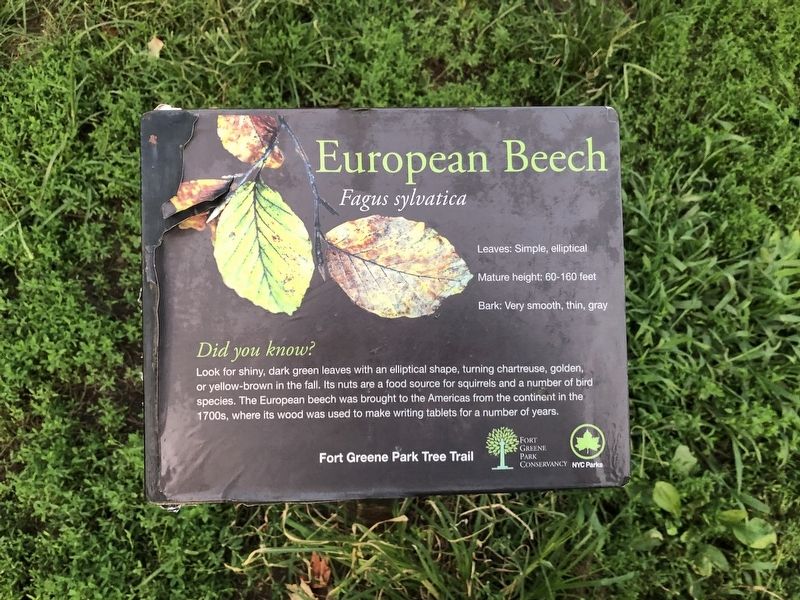 European Beech Marker image. Click for full size.