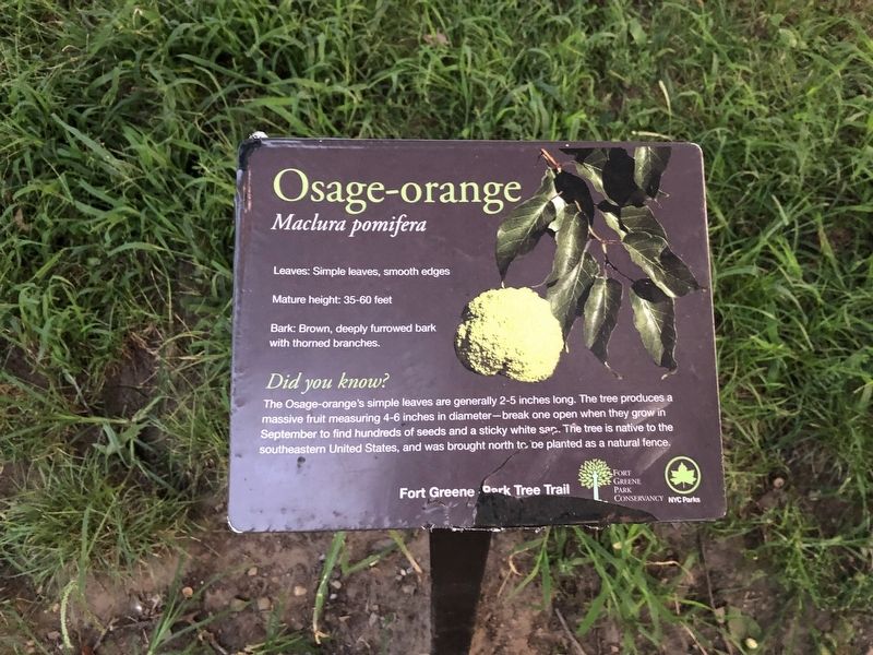 Osage-orange Marker image. Click for full size.