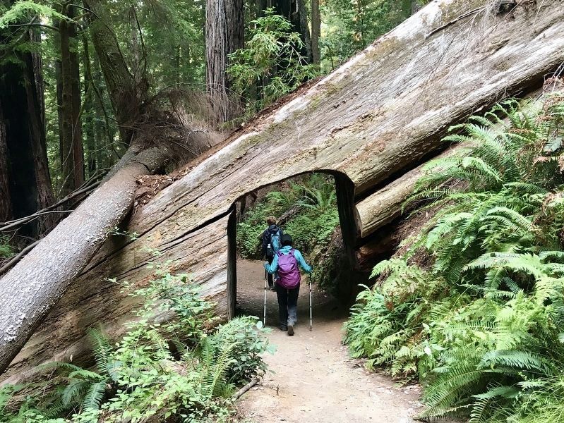 Redwood National Park image. Click for full size.