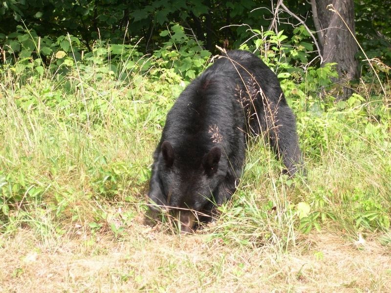 Bear Digging for Food image. Click for full size.