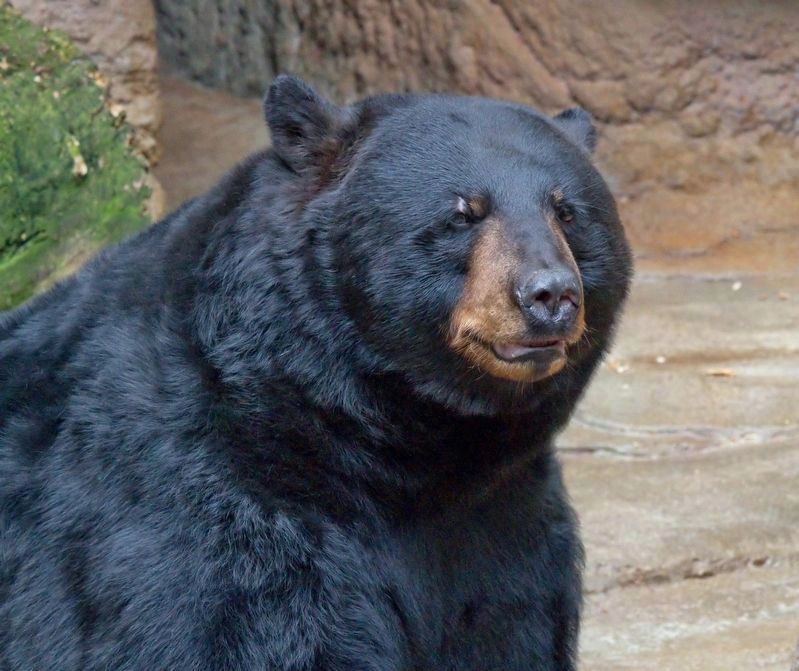 American Black Bear <i>(Ursus americanus)</i> image. Click for full size.
