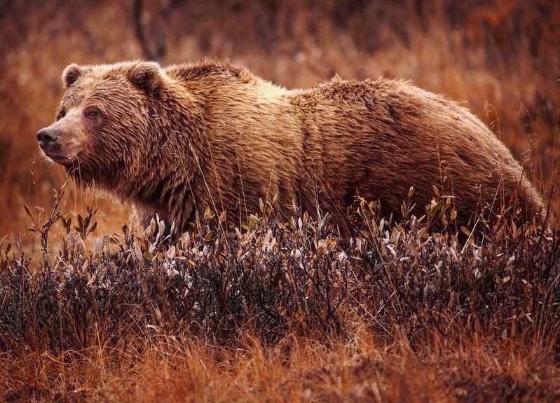 Grizzly Bear <i>(Ursus arctos horribilis)</i> image. Click for more information.