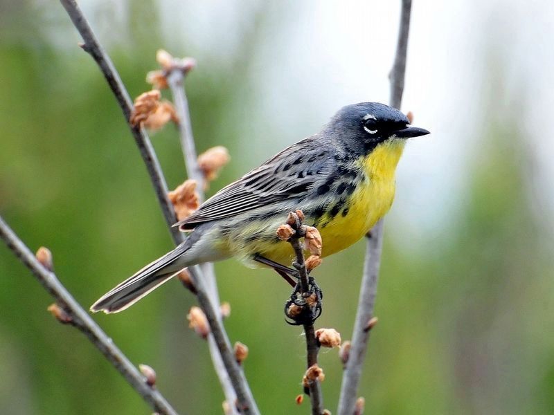 Kirtland's warbler image. Click for full size.