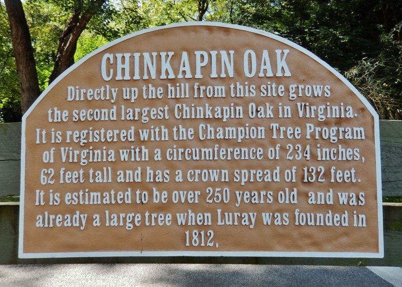 Chinkapin Oak Marker image. Click for full size.