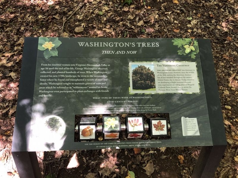 Washington's Trees Marker. Click for full size. Washington's Trees Marker image. Click for full size.