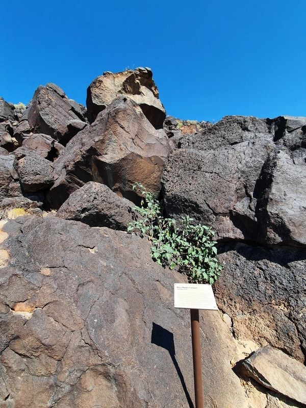 Estimating Petroglyph Age - Cliff Base Trail Marker image. Click for full size.