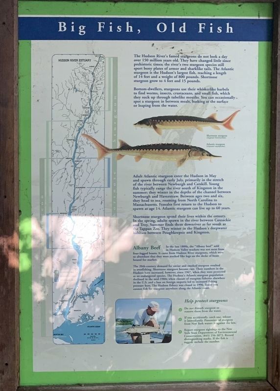 Big Fish, Old Fish. Click for full size. Big Fish, Old Fish image. Click for full size.