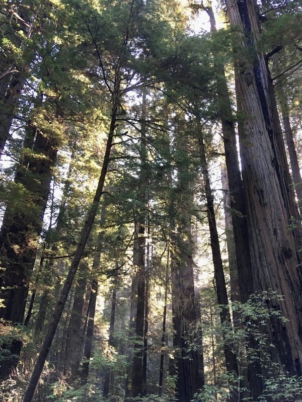 Prairie Creek Redwoods. Click for full size. Prairie Creek Redwoods image. Click for full size.