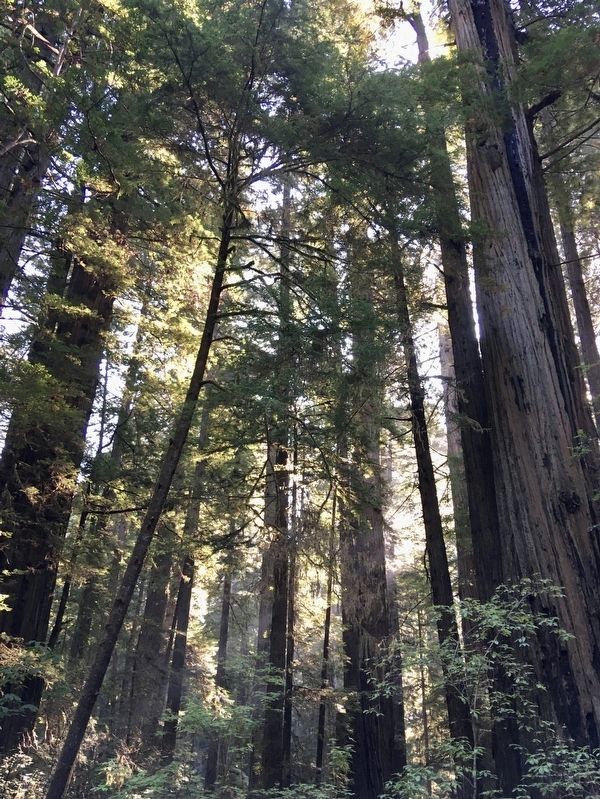 Prairie Creek Redwoods image. Click for full size.
