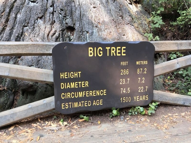 Sign at Big Tree image. Click for full size.