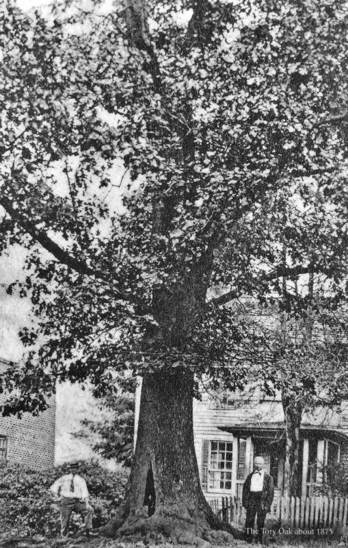 Marker detail: The Tory Oak<br>circa 1875 image. Click for full size.
