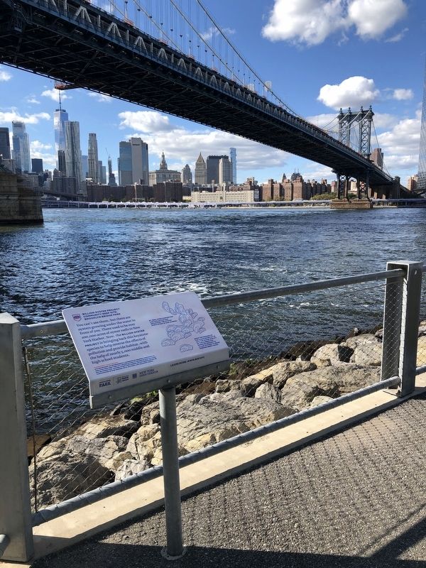 Billion Oyster Project Community Reef Site: Brooklyn Bridge Park Marker image. Click for full size.