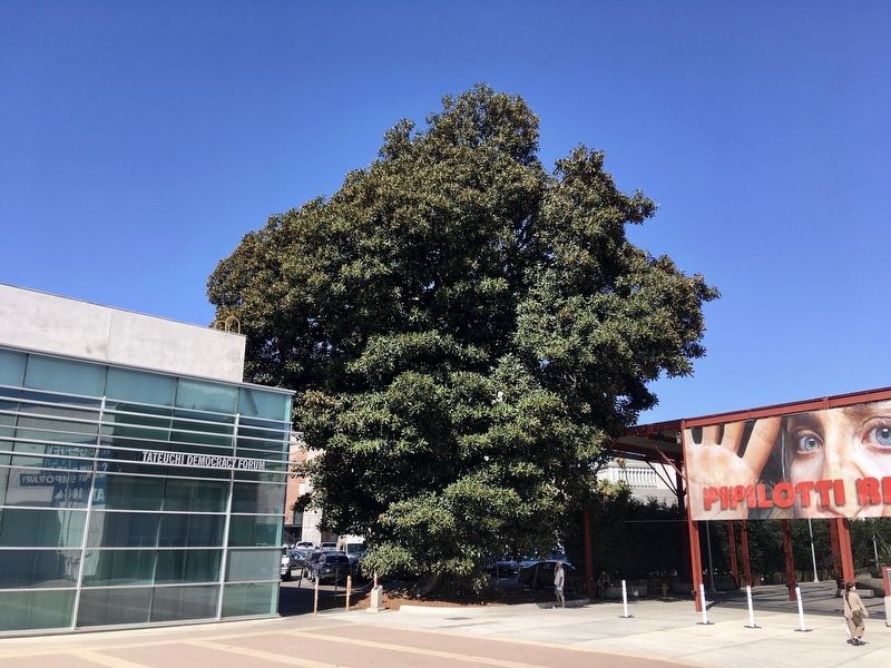 Aoyama Tree. Click for full size. Aoyama Tree image. Click for full size.