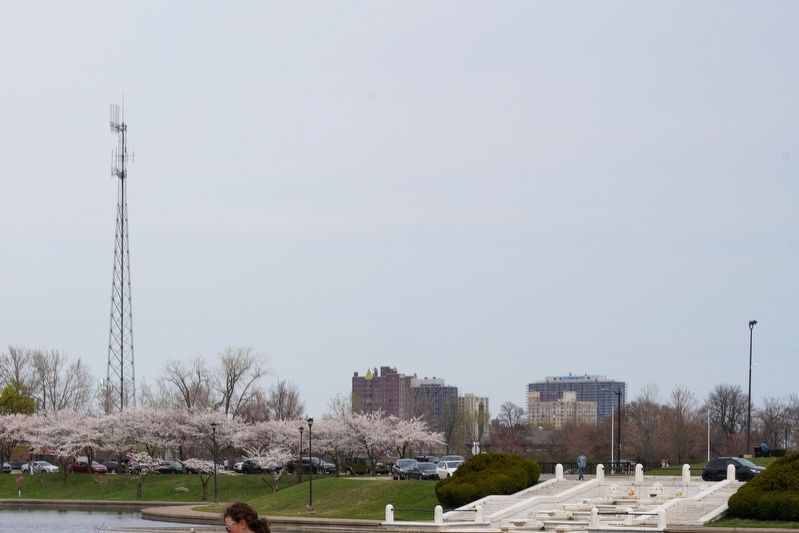 Japanese Cherry Trees. Click for full size. Japanese Cherry Trees image. Click for full size.