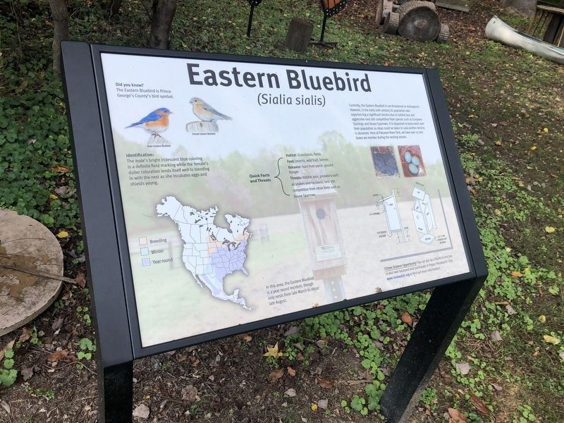 Eastern Bluebird Marker image. Click for full size.