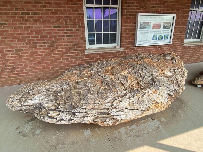 The larger of the fossilized trees. image. Click for full size.