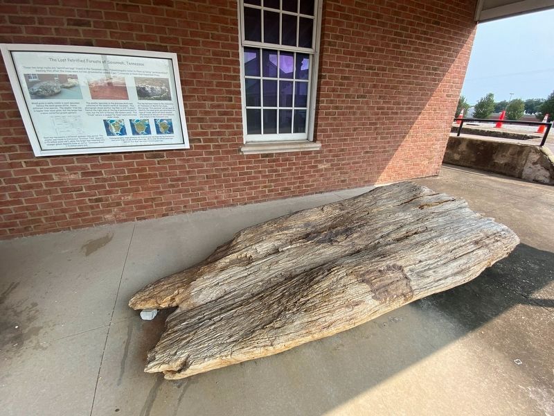 The smaller of the fossilized trees. image. Click for full size.