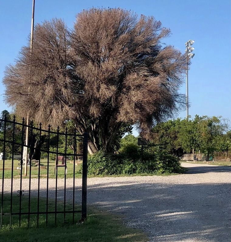 Blum Cemetery and Marker image. Click for full size.