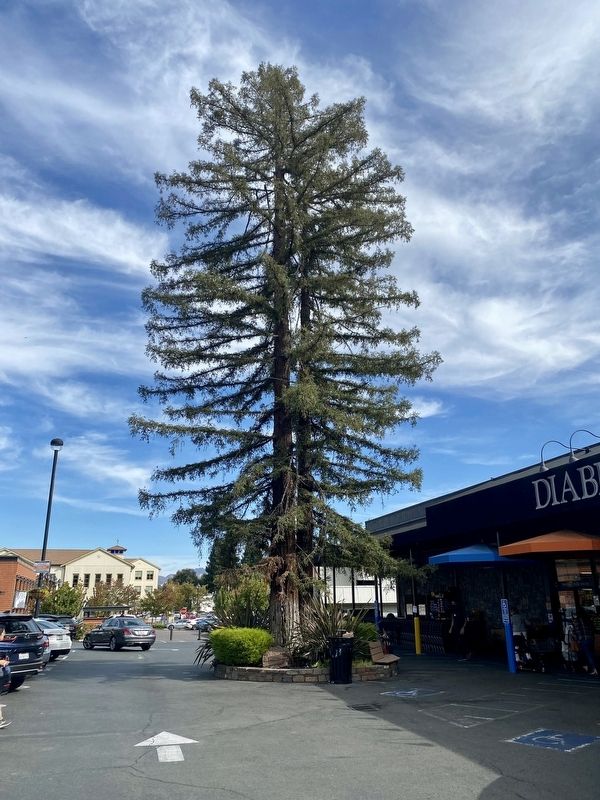 Redwood tree and Bickerstaff House Marker image. Click for full size.
