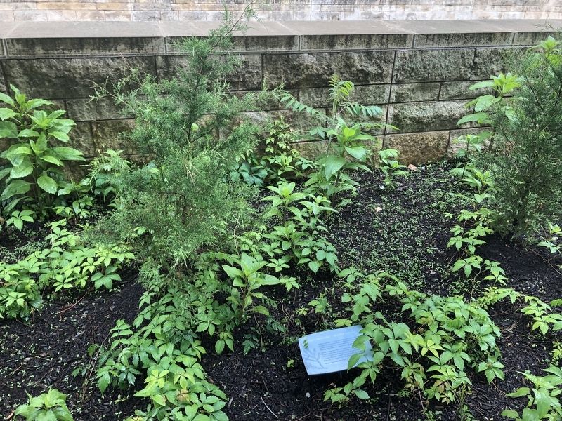 Eastern Redcedar <i>Murαhk</i> (mah-dok) Marker. Click for full size. Eastern Redcedar <i>Murαhk</i> (mah-dok) Marker image. Click for full size.