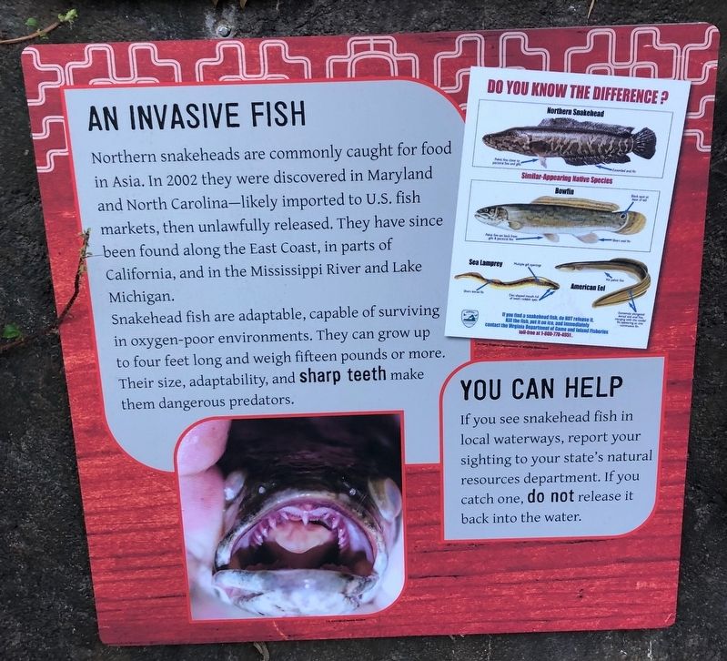 An Invasive Fish Marker image. Click for full size.