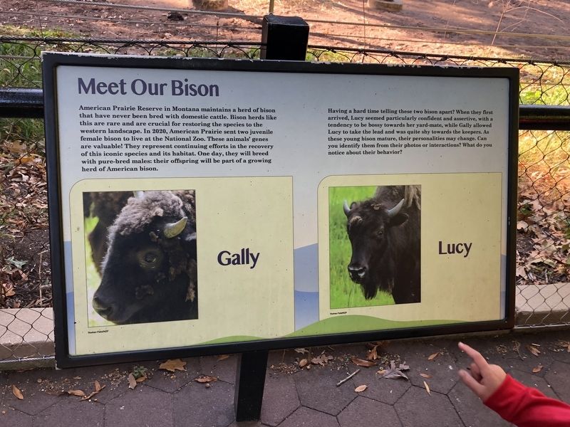 Meet Our Bison Marker image. Click for full size.