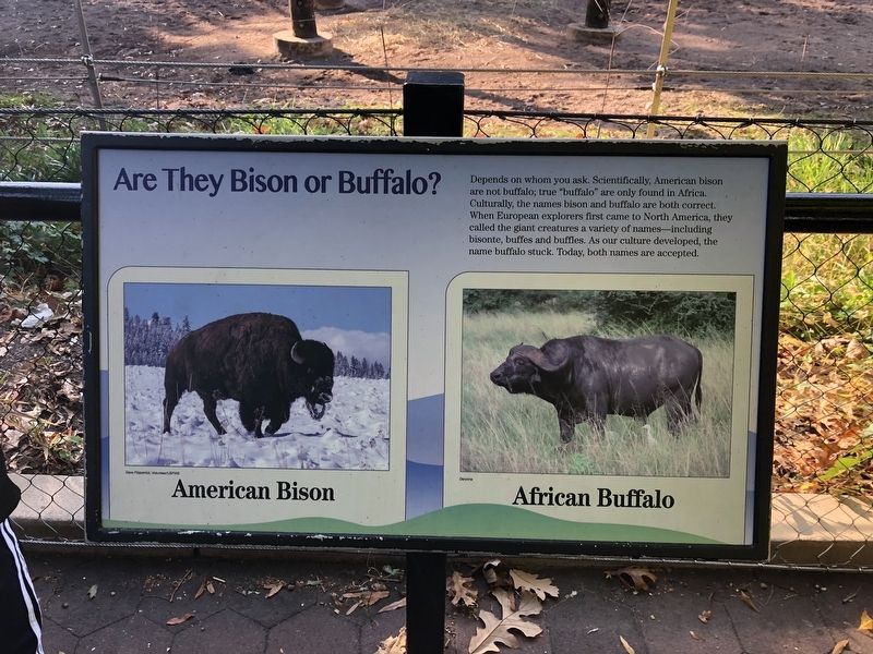 Are They Bison or Buffalo? Marker image. Click for full size.