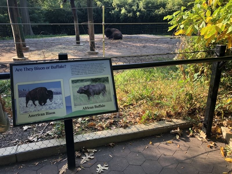Are They Bison or Buffalo? Marker. Click for full size. Are They Bison or Buffalo? Marker image. Click for full size.