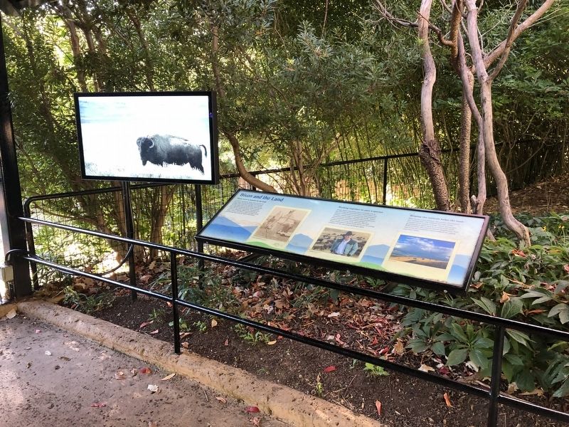 Bison and the Land Marker image. Click for full size.