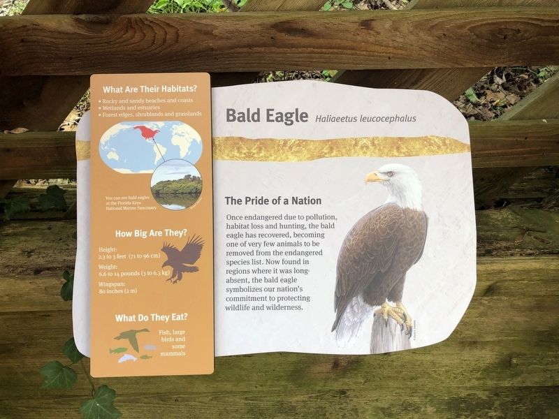 Bald Eagle Marker image. Click for full size.