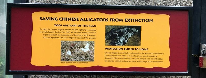 Saving Chinese Alligators From Extinction Marker image. Click for full size.