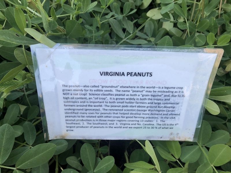 Virginia Peanuts Marker image. Click for full size.