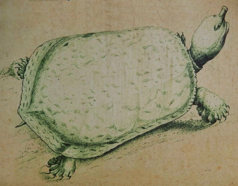 Marker detail: Bartrams Tortoise Illustration image. Click for full size.