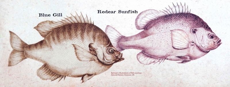 Marker detail: Blue Gill & Redear Sunfish,<br>Bartrams illustrations of fish. Click for full size. Marker detail: Blue Gill & Redear Sunfish,<br>Bartrams illustrations of fish image. Click for full size.