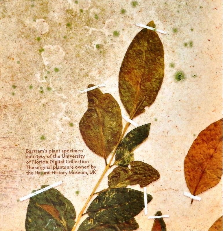 Marker detail: Bartram’s Plant Specimen image. Click for full size.