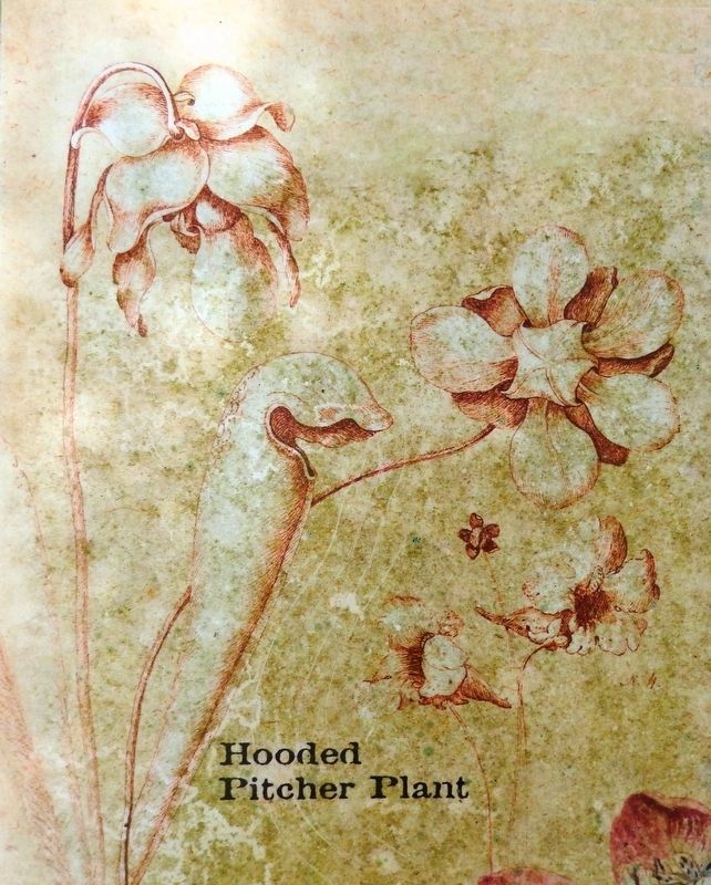 Marker detail: Hooded Pitcher Plant<br>(<i>Bartrams Illustration</i>) image. Click for full size.