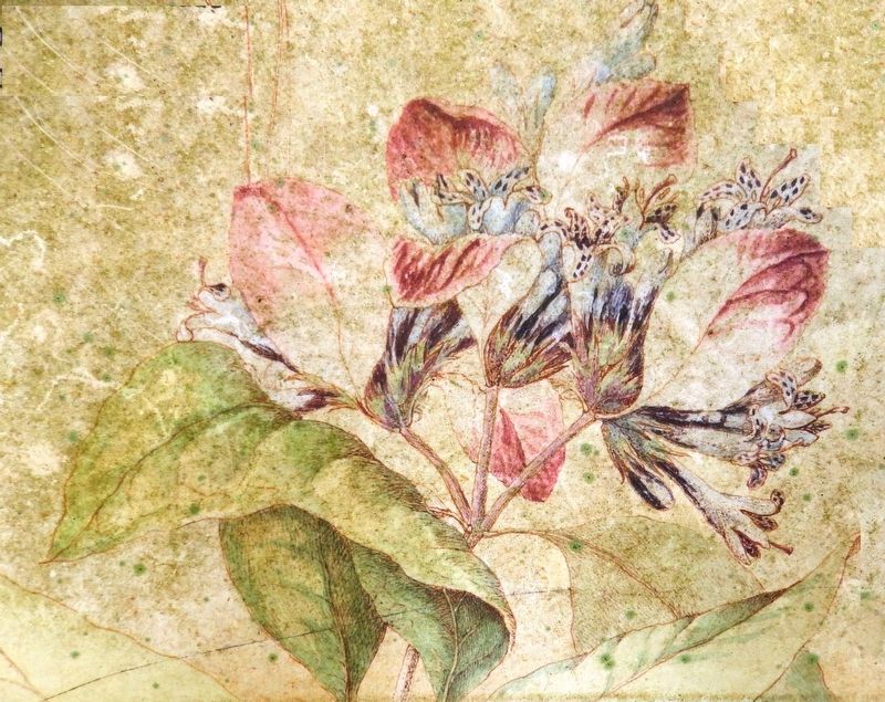 Marker detail: Fever Bark<br>(<i>Bartrams Illustration</i>). Click for full size. Marker detail: Fever Bark<br>(<i>Bartrams Illustration</i>) image. Click for full size.