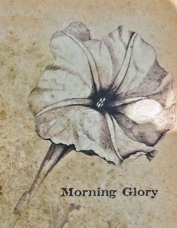 Marker detail: Morning Glory<br>(<i>Bartrams Illustration</i>) image. Click for full size.