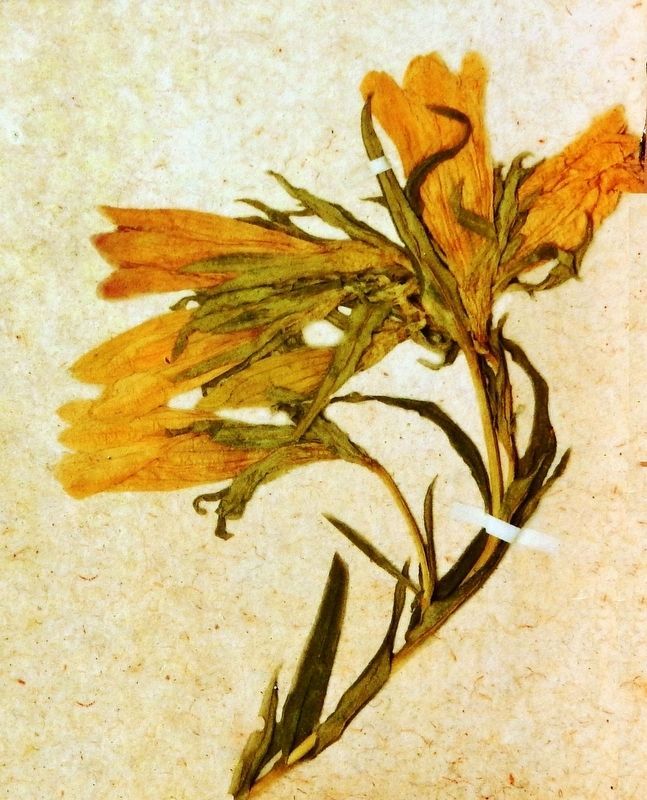 Marker detail: Bartram's Plant Specimen image. Click for full size.
