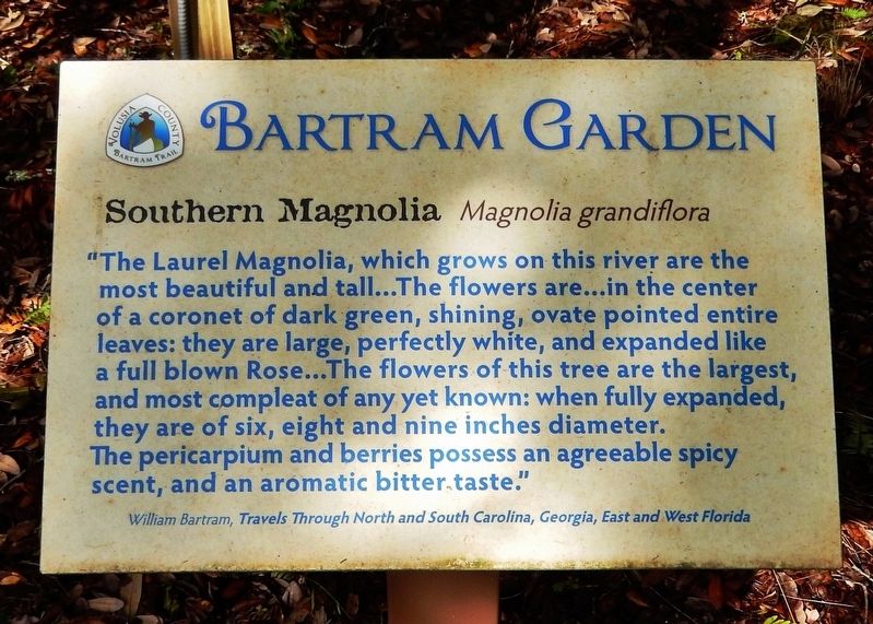 Southern Magnolia Marker image. Click for full size.