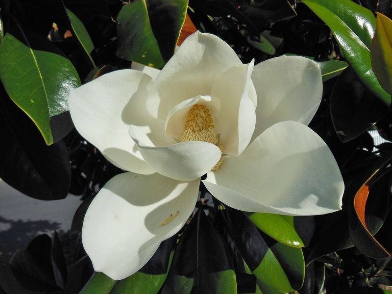 Southern Magnolia Flower image. Click for full size.