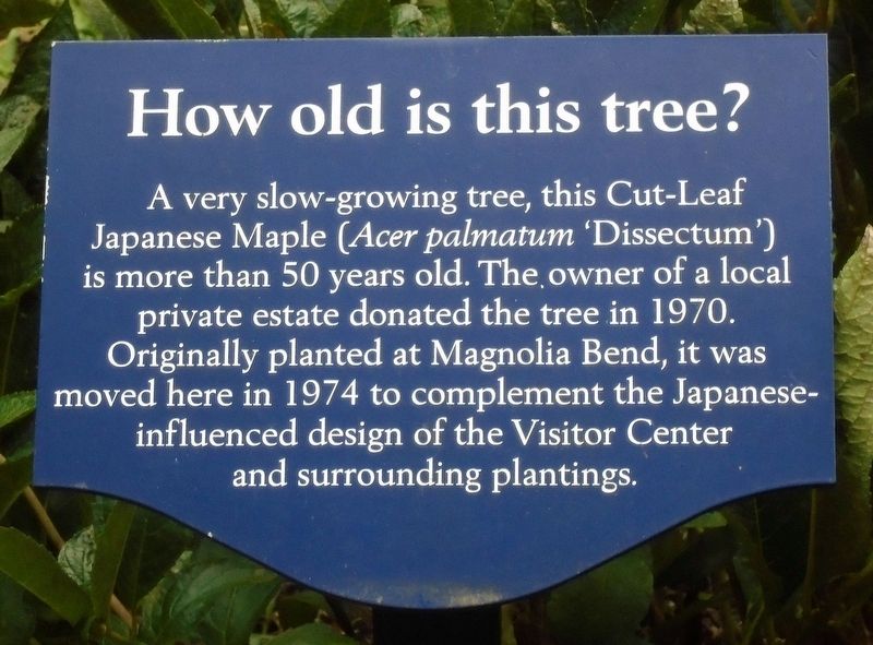How old is this tree? Marker. Click for full size. How old is this tree? Marker image. Click for full size.