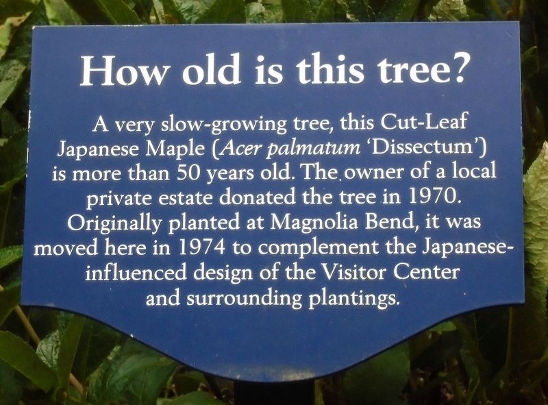 How old is this tree? Marker image. Click for full size.