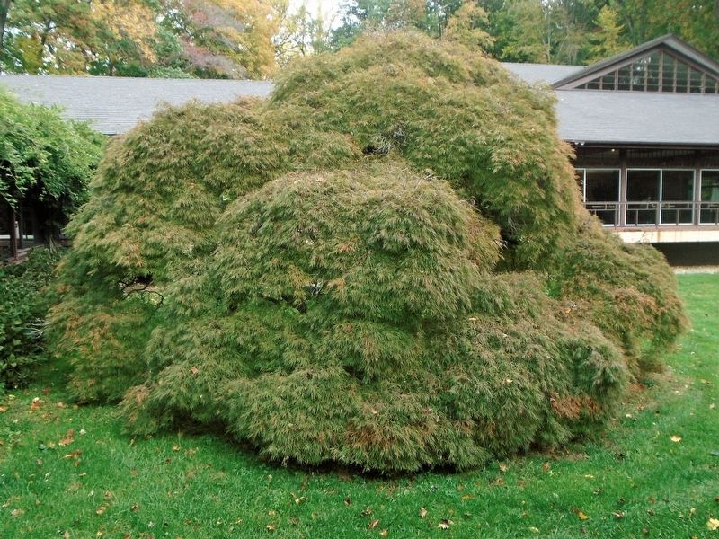 Cut-Leaf Japanese Maple (<i>Acer palmatum</i> 'Dissectum'). Click for full size. Cut-Leaf Japanese Maple (<i>Acer palmatum</i> 'Dissectum') image. Click for full size.