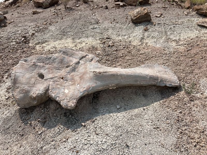Apatosaurus Bone Replica image. Click for full size.
