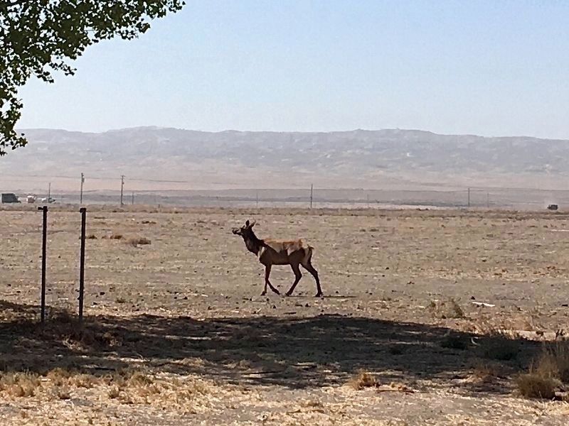 Tule Elk image. Click for full size.