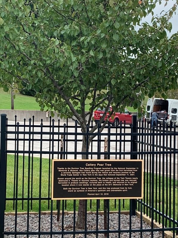 Callery Pear Tree Marker image. Click for full size.