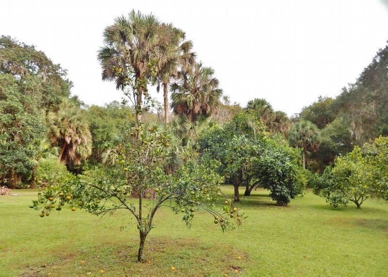 Orange Grove image. Click for full size.
