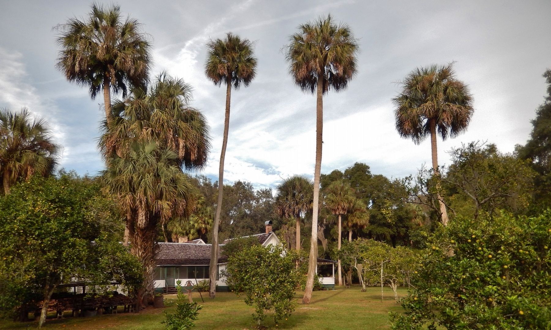 Marjorie Kinnan Rawlings Orange Grove & House image. Click for full size.