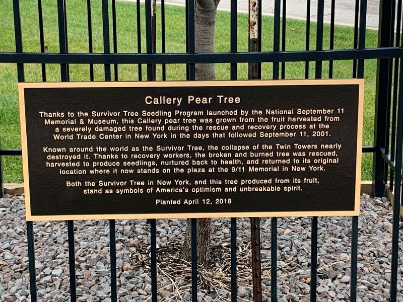 Callery Pear Tree Marker image. Click for full size.